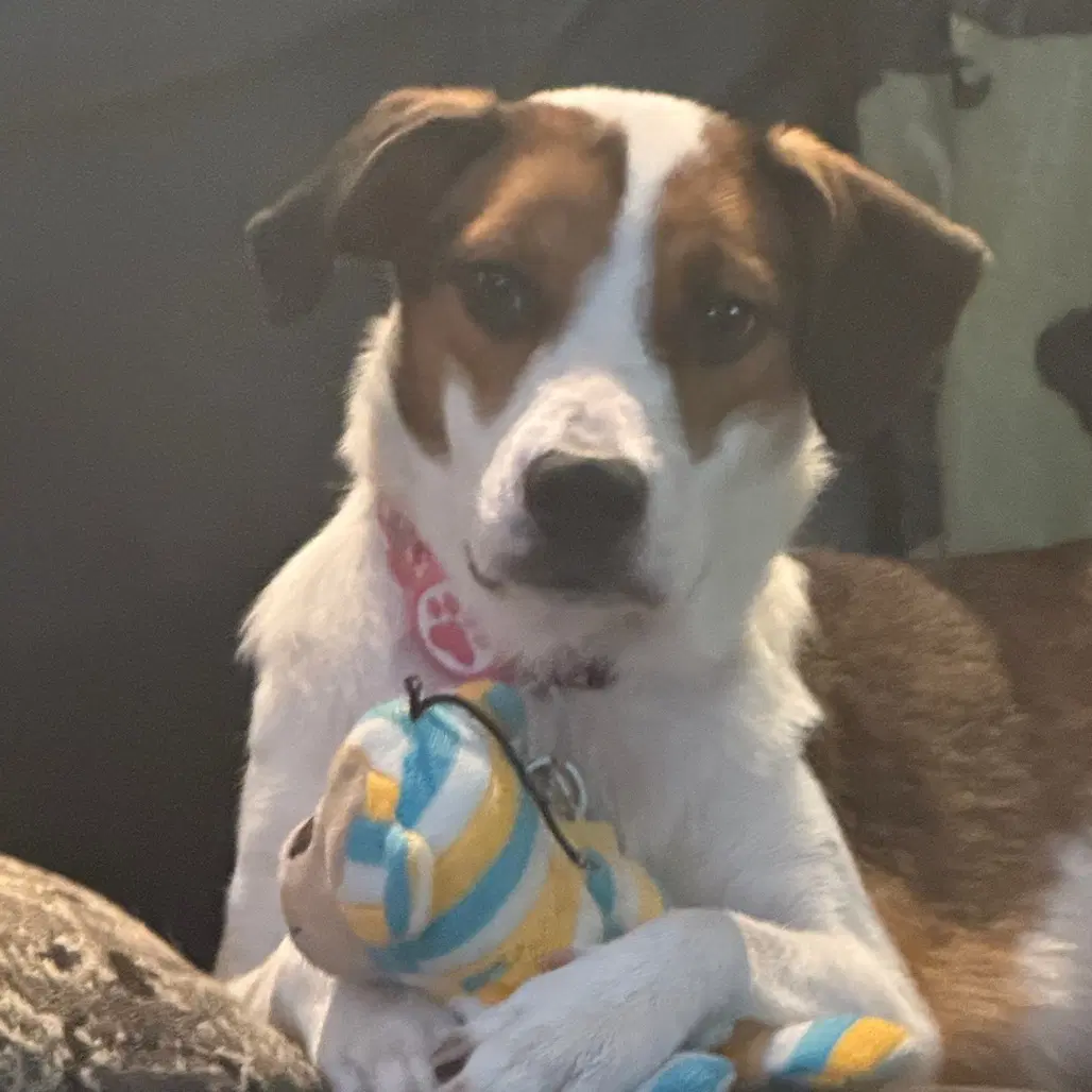 Marigold - Mountain Cur