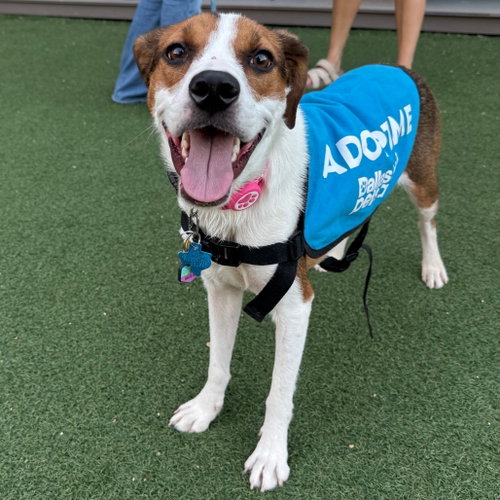 Marigold, a dog for adoption from Dallas Pets Alive
