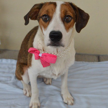 Photo 3 of Marigold