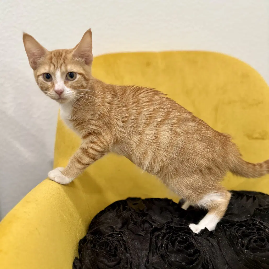 Mimosa - Domestic Short Hair
