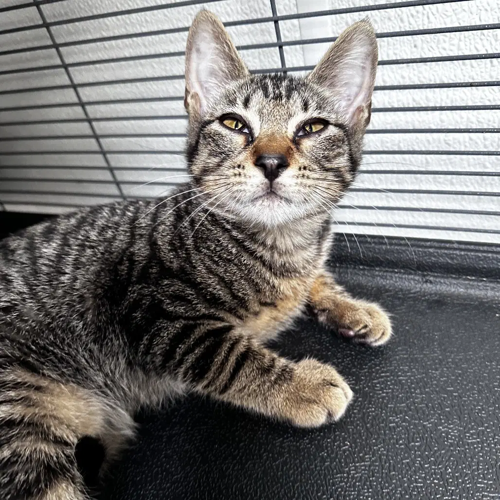 Wasp - Domestic Short Hair