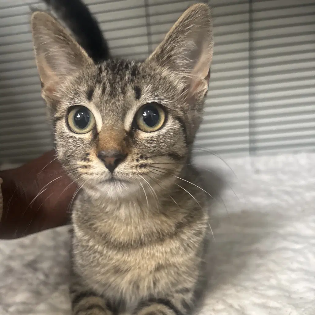 Demo - Domestic Short Hair