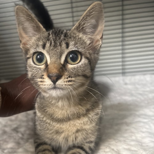 Demo, a cat for adoption from Dallas Pets Alive