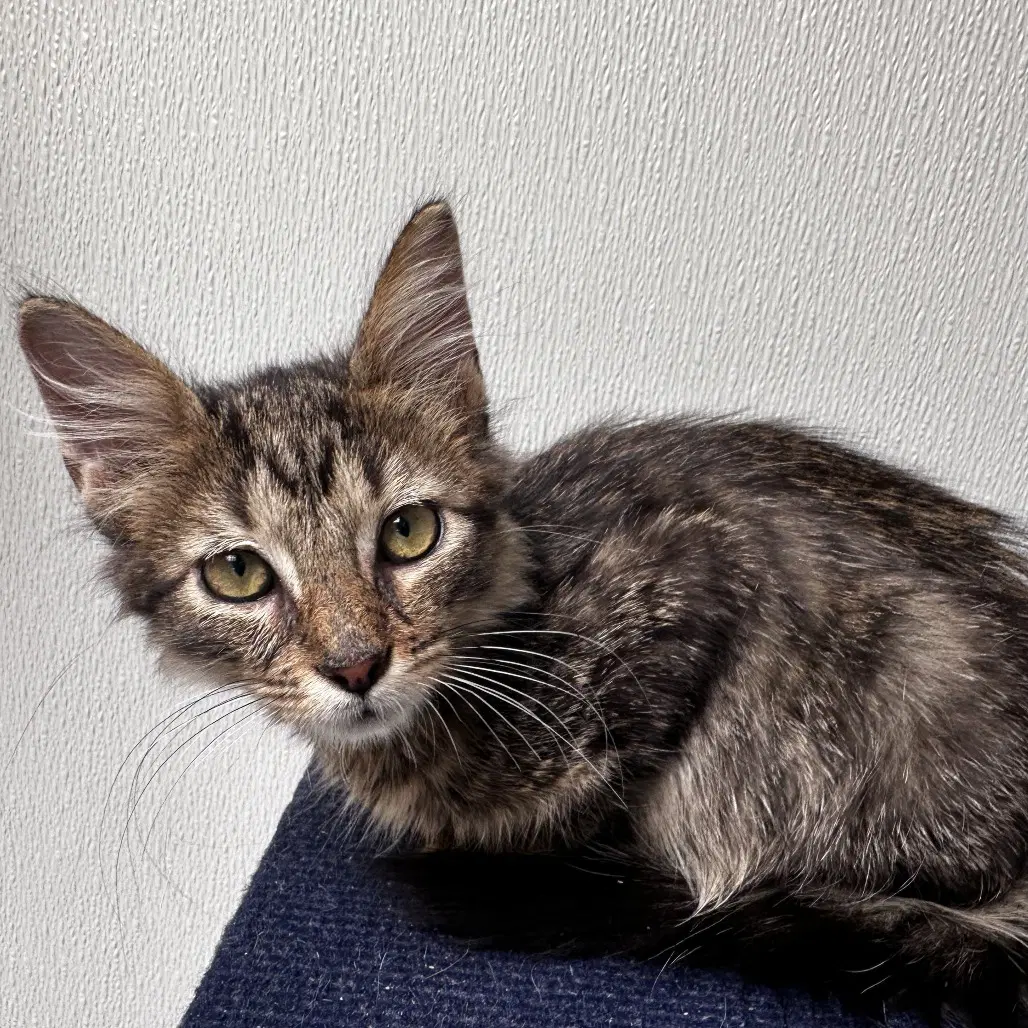 Nimbus - Domestic Short Hair