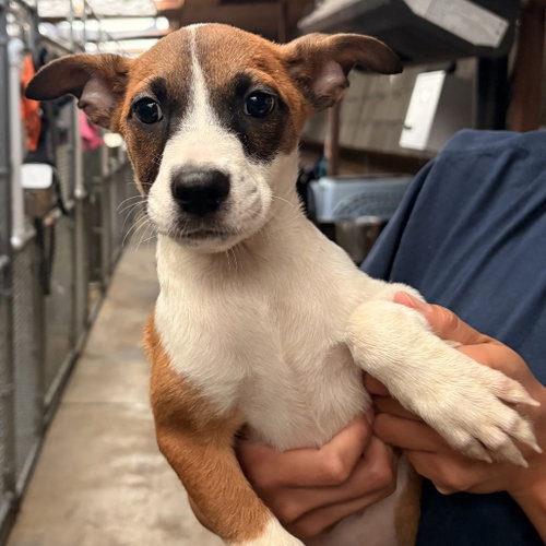 Elphaba, a dog for adoption from Dallas Pets Alive