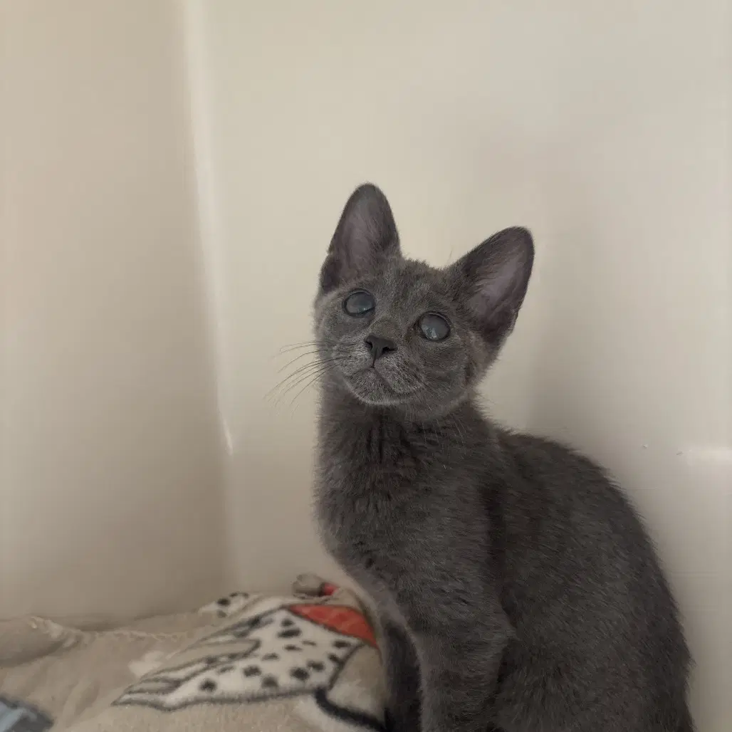 Mickey - Domestic Short Hair