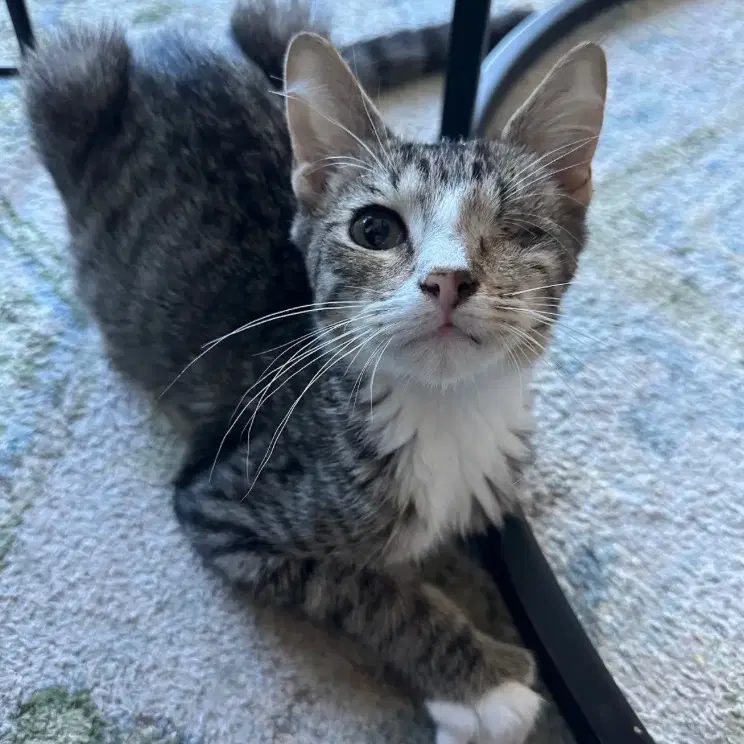 Americano - Domestic Short Hair