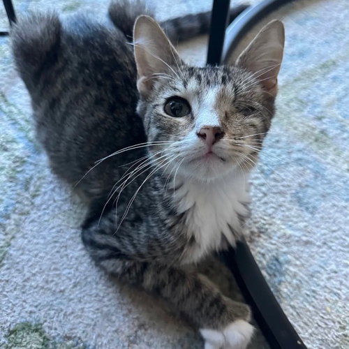Americano, a cat for adoption from Dallas Pets Alive
