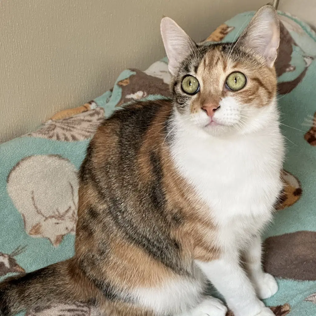 Olive - Domestic Short Hair