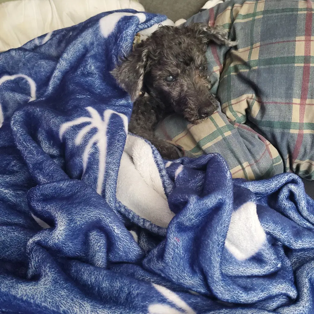 Anthony - Poodle (unknown type)