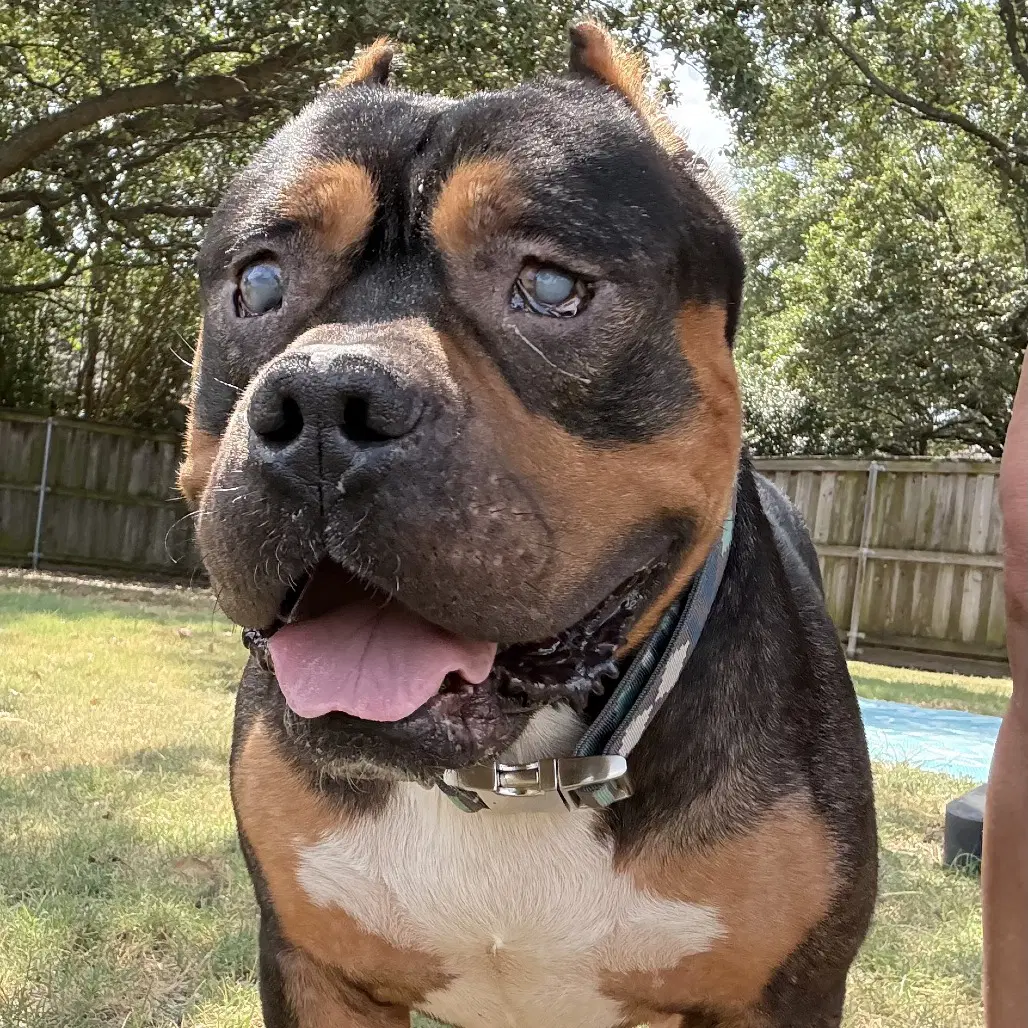 Dalton - Pit Bull Terrier