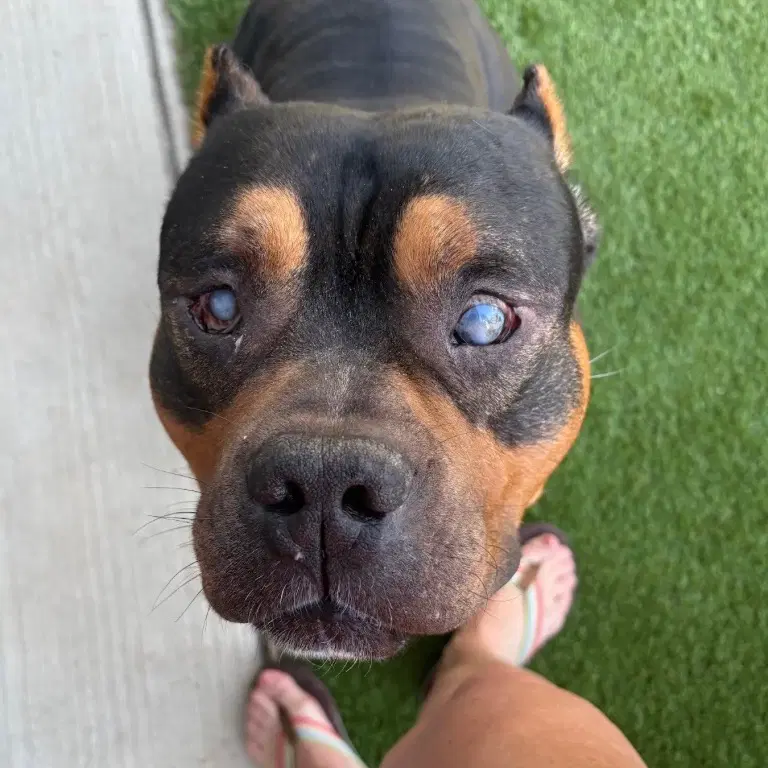 Dalton - Pit Bull Terrier