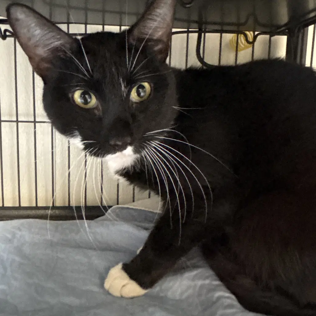 Alex - Domestic Short Hair