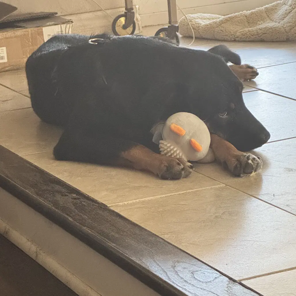 Aureana - Doberman Pinscher