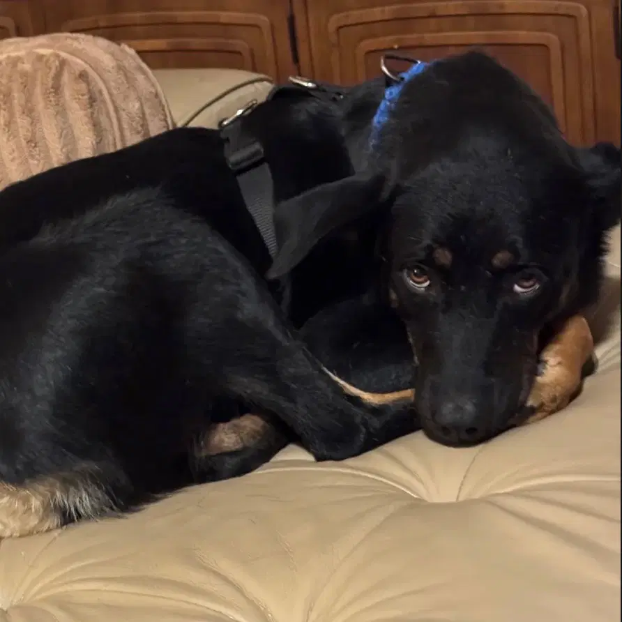 Aureana - Doberman Pinscher
