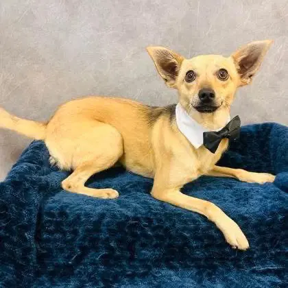 Harley - Chihuahua