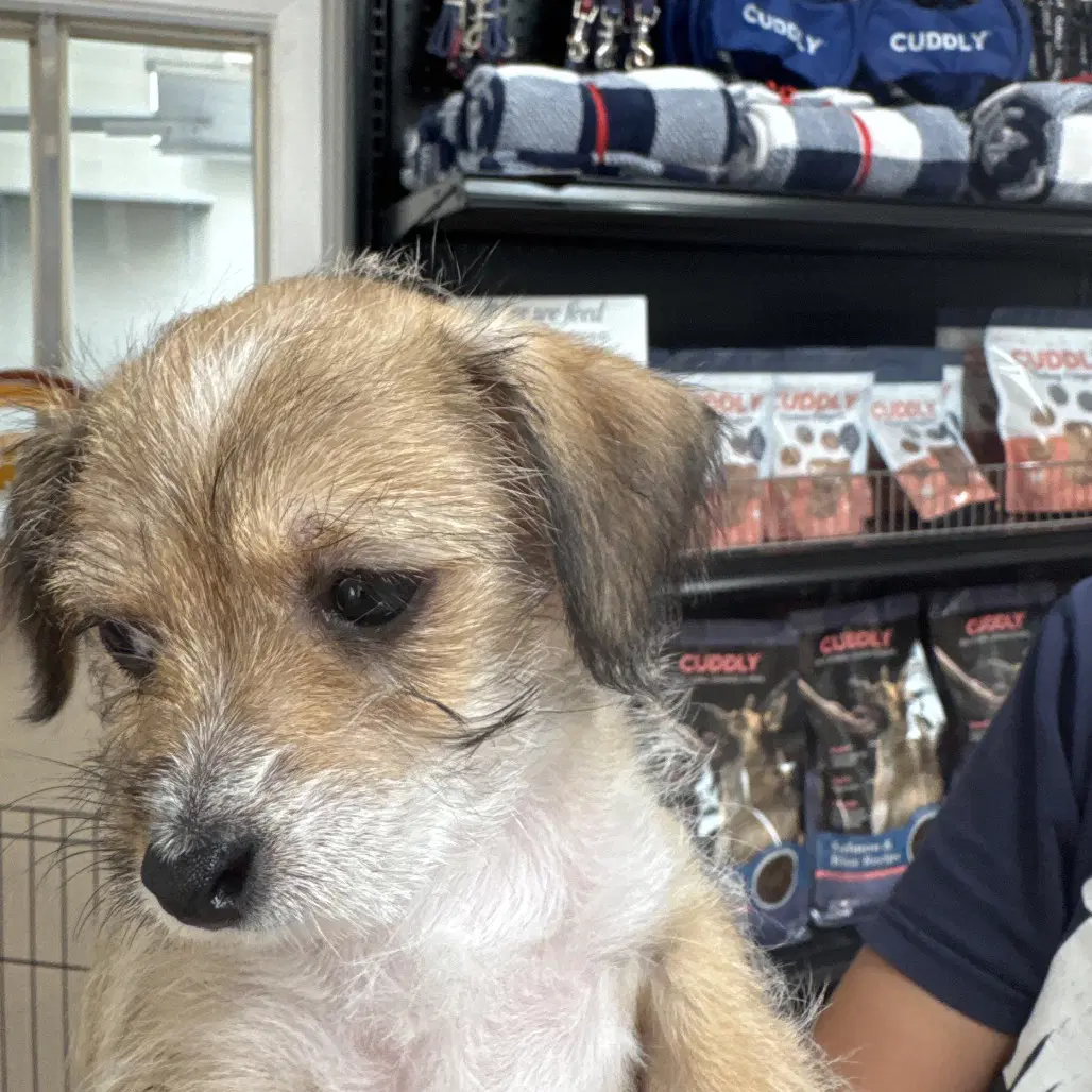 Bow - Terrier