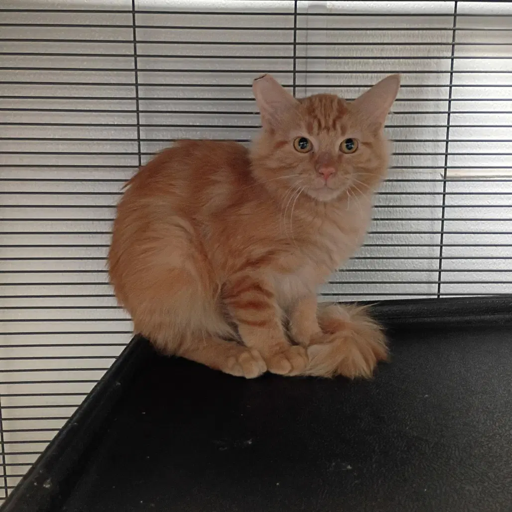 Casey - Domestic Medium Hair