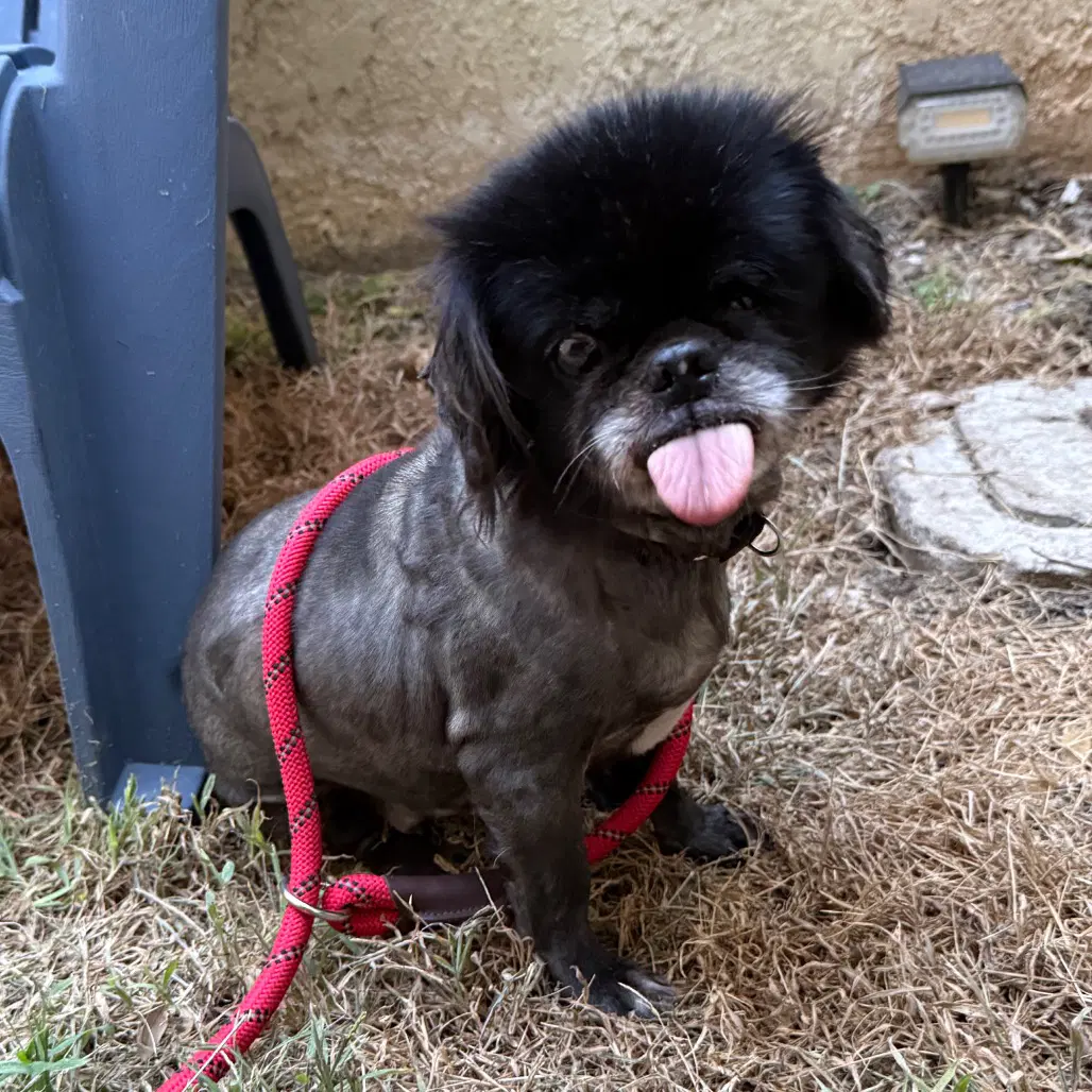Ophelia - Pekingese