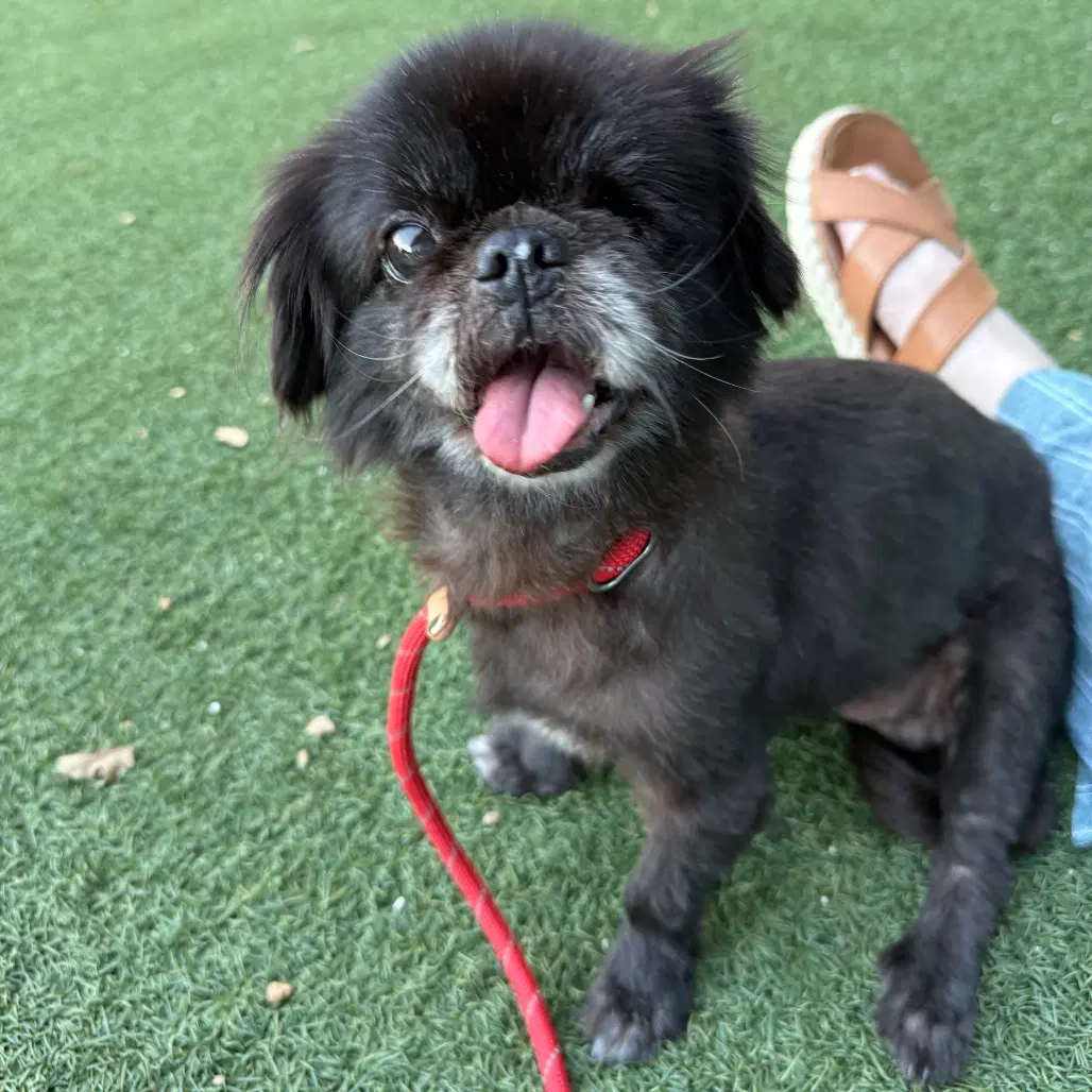 Ophelia - Pekingese