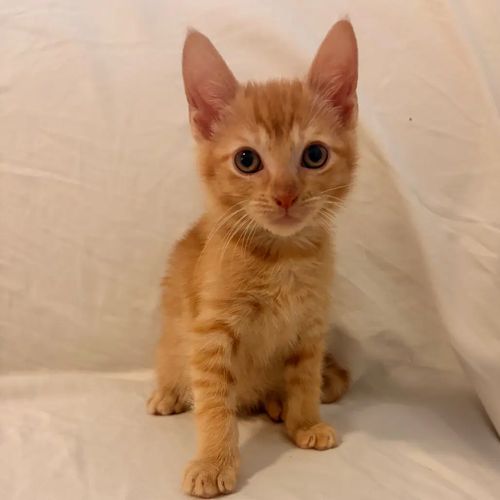 Pico De Gato - Domestic Short Hair