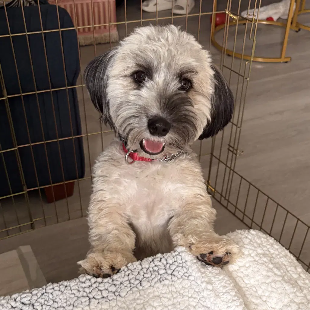 Albie - Havanese