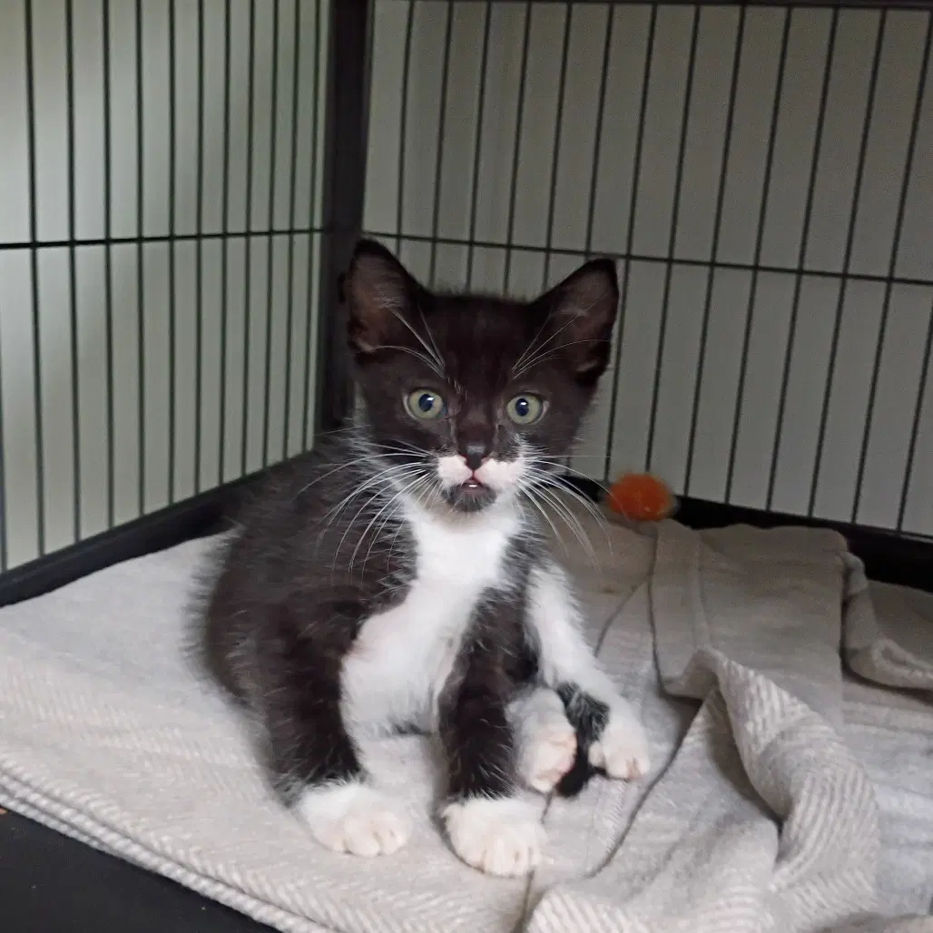 Riku - Domestic Short Hair