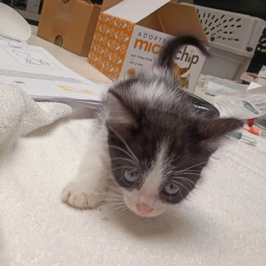 Satori - Domestic Short Hair