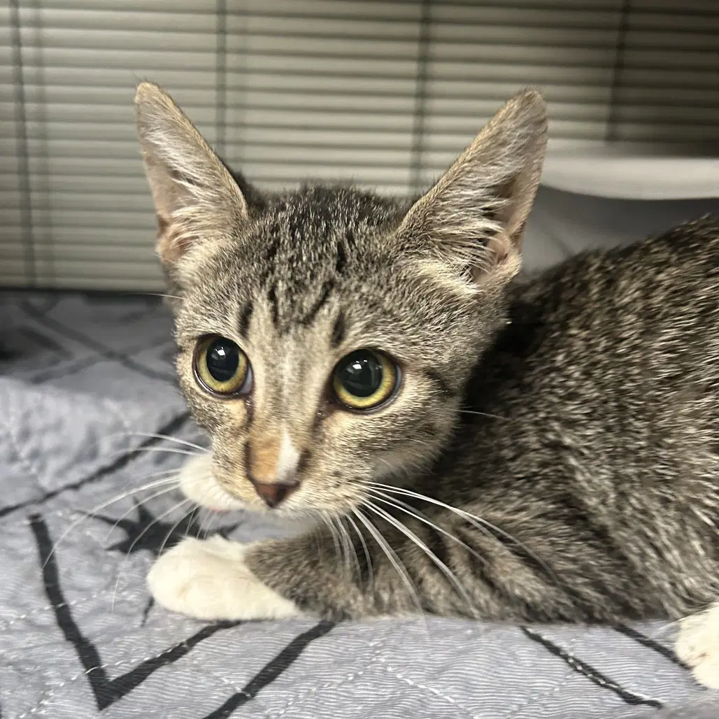 Snortle - Domestic Short Hair