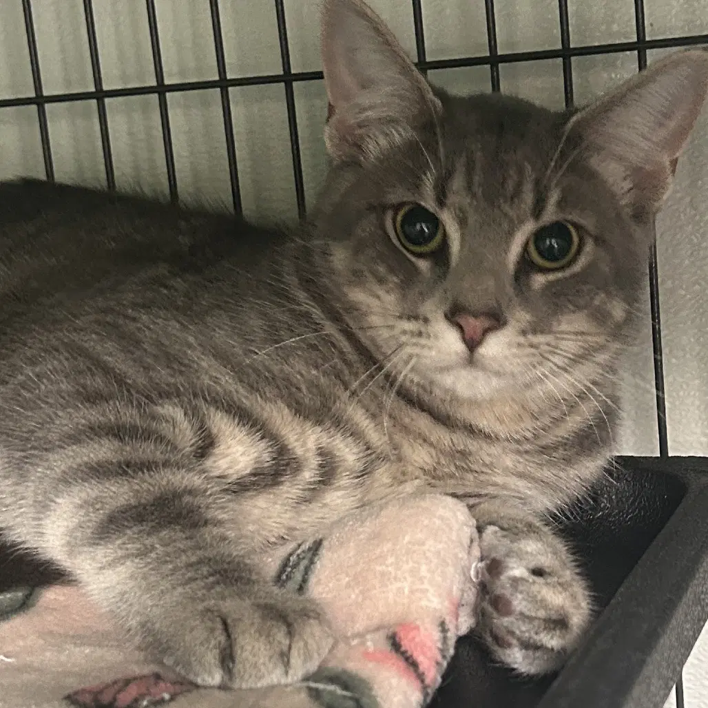 Lobo - Domestic Short Hair