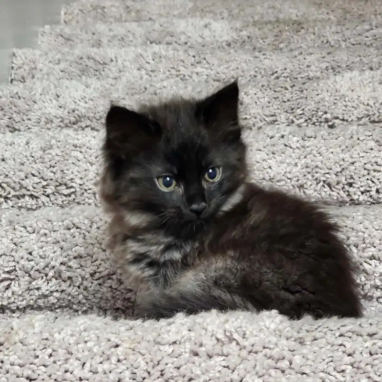 Diana - Domestic Short Hair