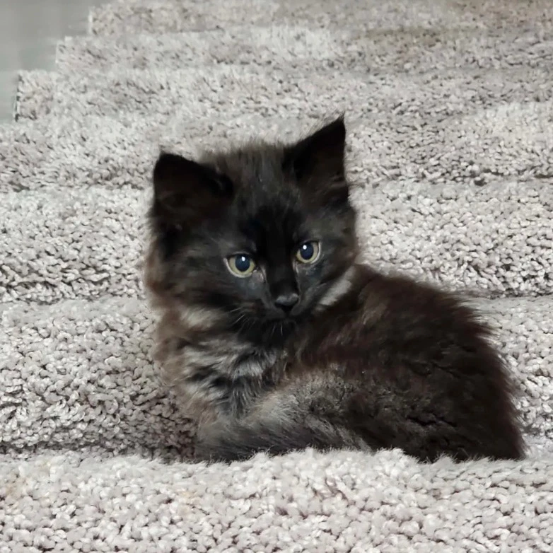 Diana