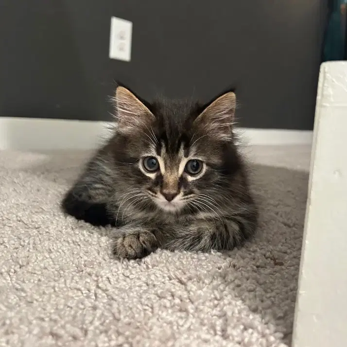 Artemis - Domestic Short Hair