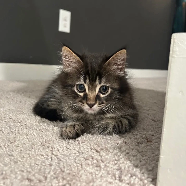 Artemis