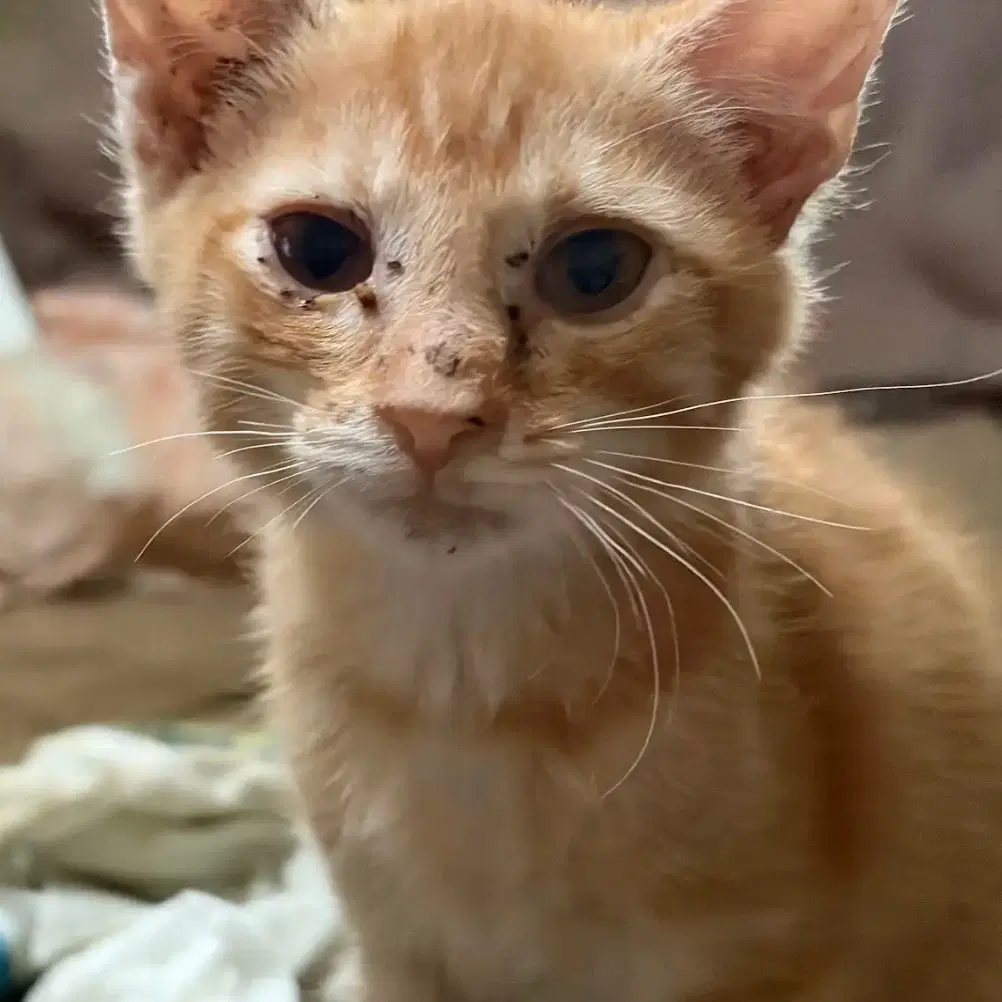 Oj - Domestic Short Hair