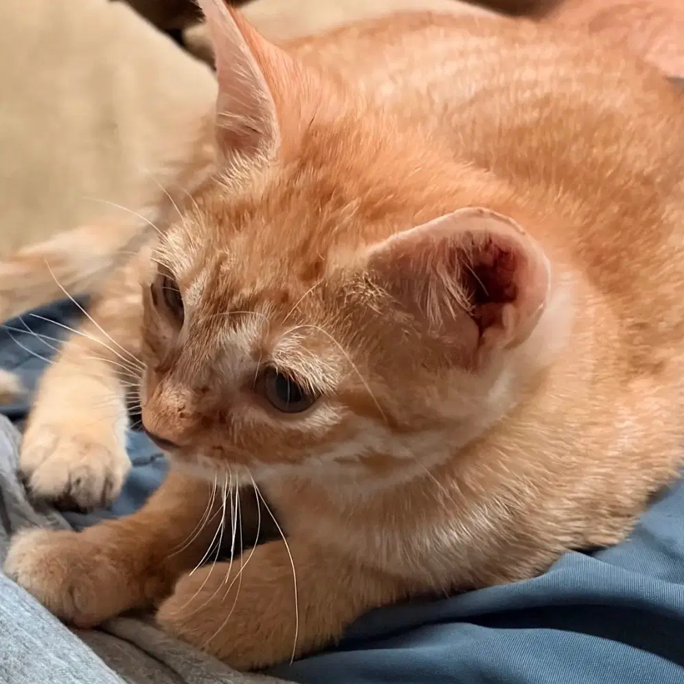 Julius - Domestic Short Hair
