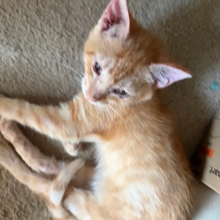 Tigger - Domestic Short Hair
