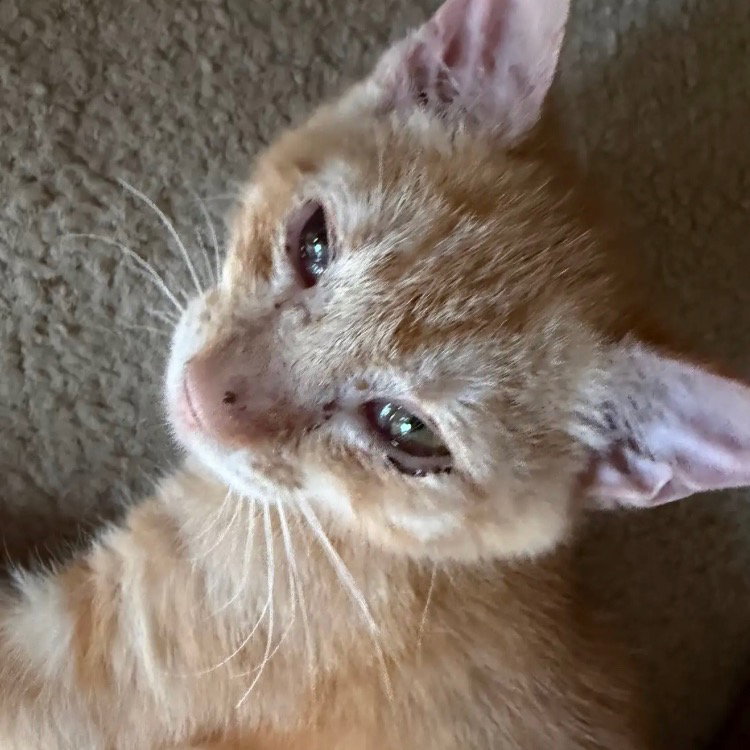 Tigger, photo 2