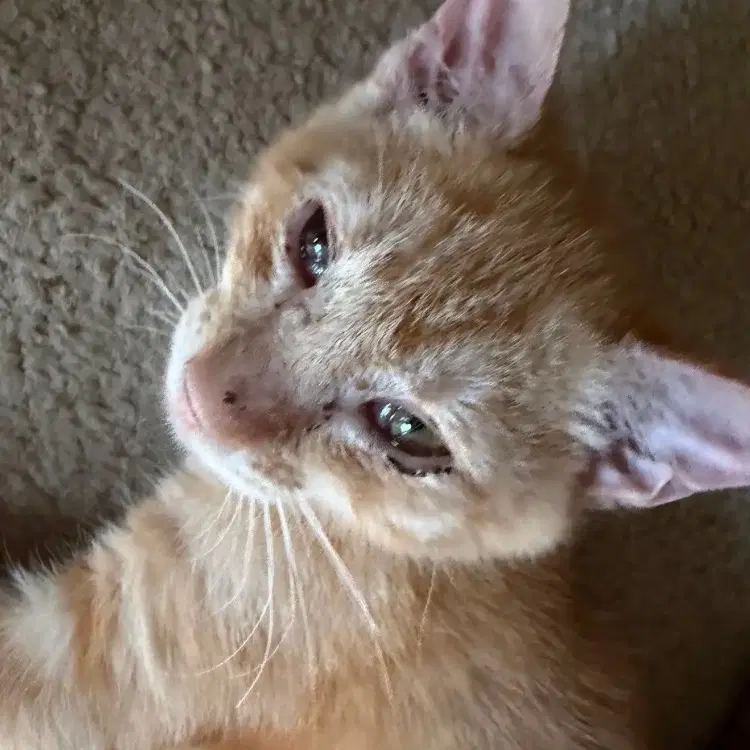 Tigger image 2