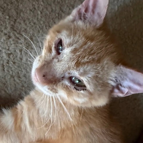 Photo 2 of Tigger
