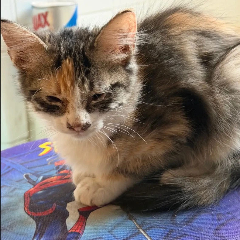 Cali