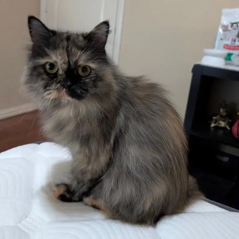 Patti - Persian