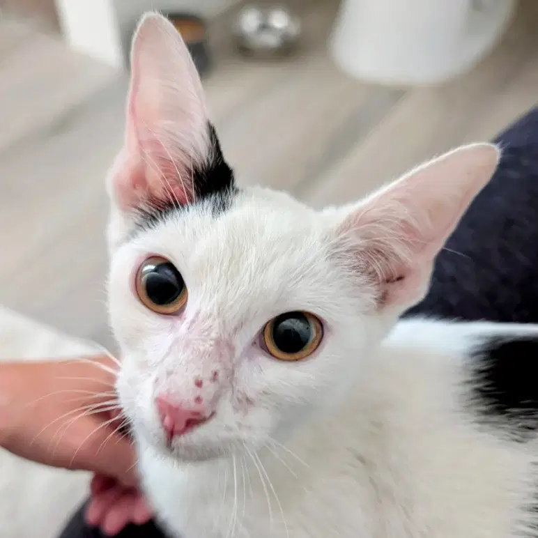 Clayton - Domestic Short Hair
