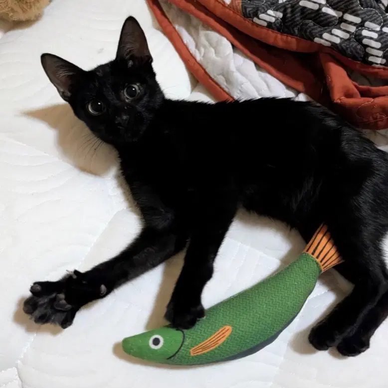 Andie - Domestic Short Hair