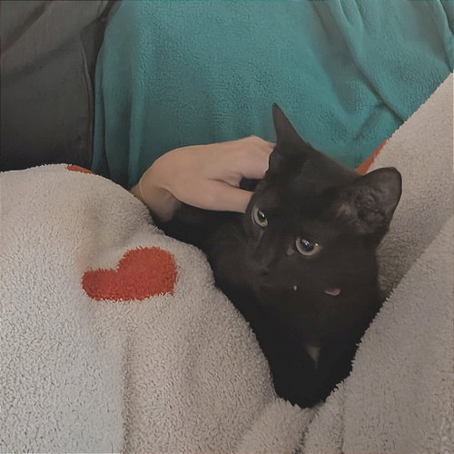 Andie, Domestic Short Hair