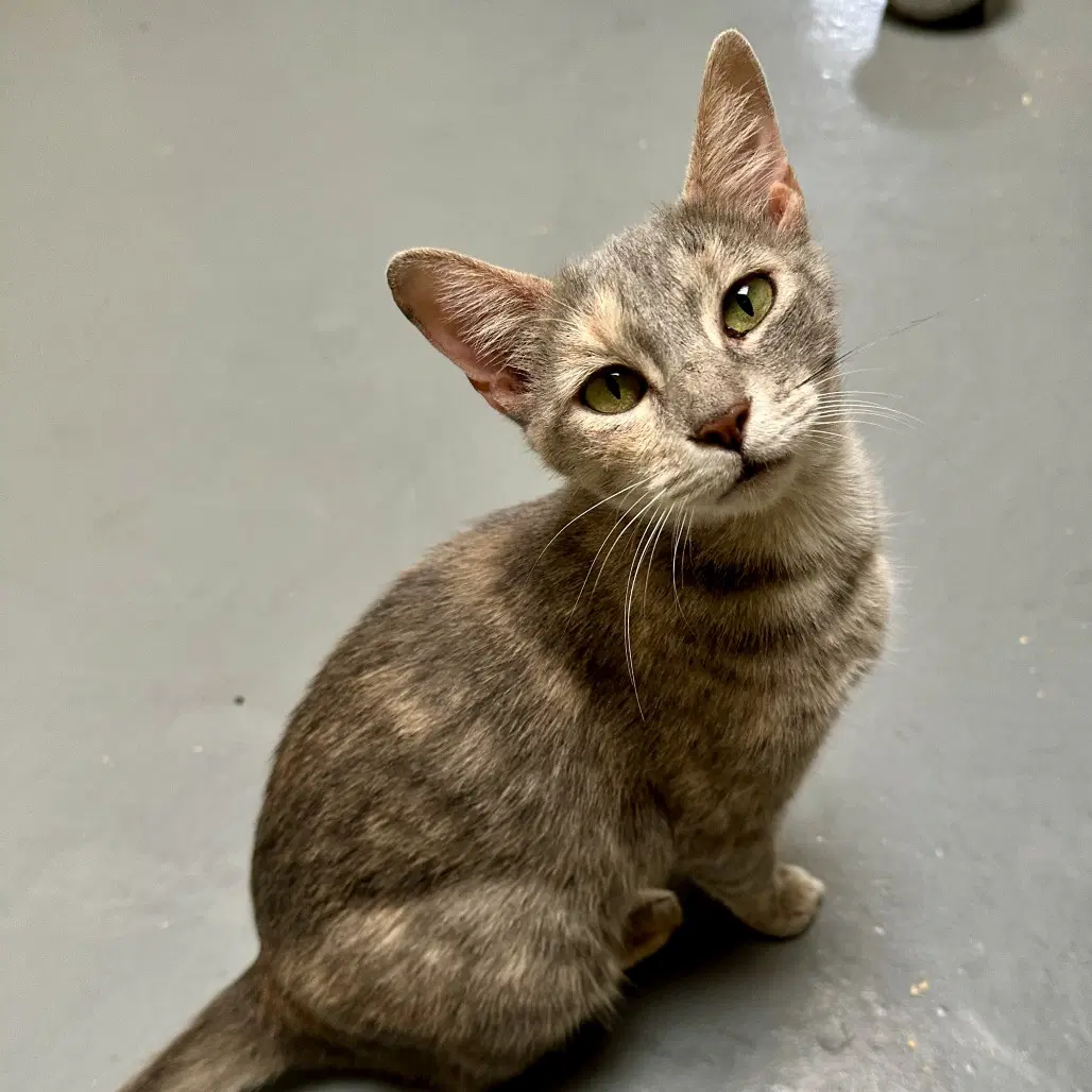 Romy - Domestic Short Hair