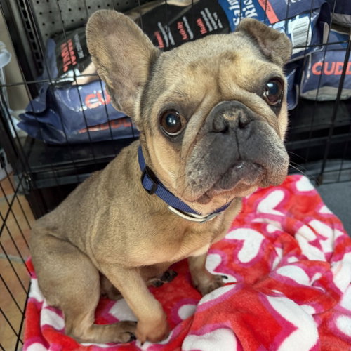 Champagne, a dog for adoption from Dallas Pets Alive