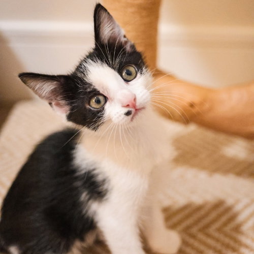 Adidas, a cat for adoption from Dallas Pets Alive