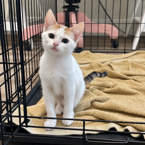 OnCloud, Domestic Short Hair