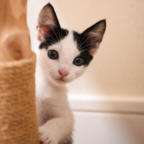 Nike, a cat for adoption from Dallas Pets Alive